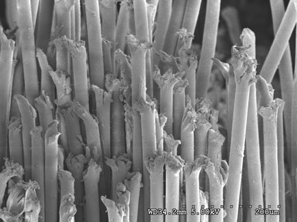 An SEM image of failed polyester filaments